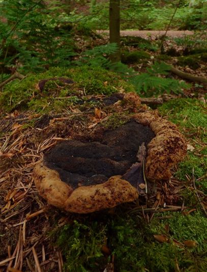 A mature fruiting body on a conifer stump in Kungalv, Sweden.